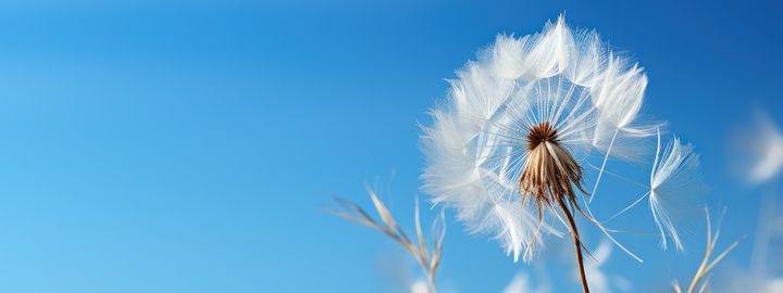 Dandelion seeds against a blue sky